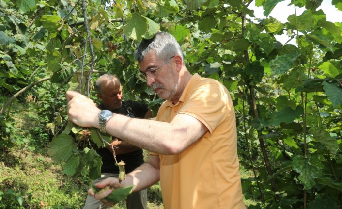 Ordu'da FINVER bahçelerinde fındık hasadı başladı
