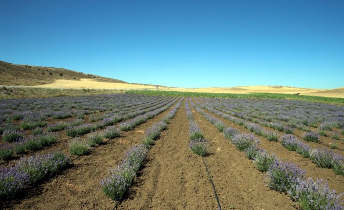 Rengi ve kokusunu sevdiği lavanta genç kadını üretici yaptı