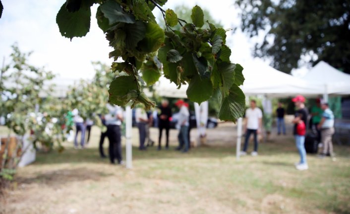Sakarya'da fındık hasat şenliği yapıldı
