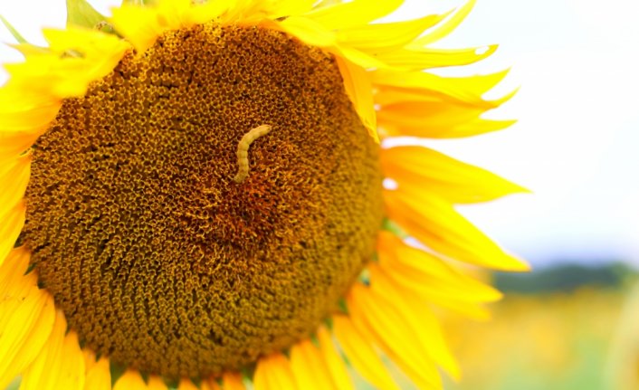 Samsun'da ayçiçeği zararlısı “çayır tırtılı“na karşı ZİHA'lı mücadele