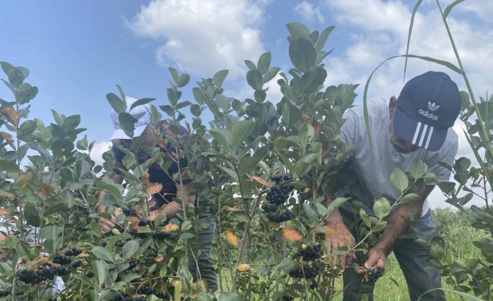 Samsun'da fındığa alternatif olarak dikilen aronyada hasat başladı
