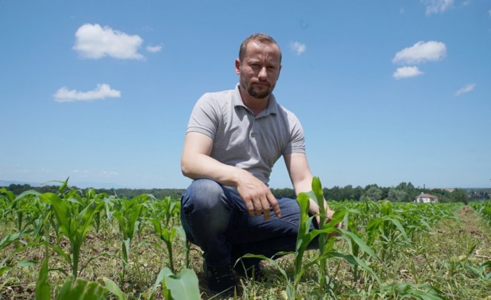 Samsun'da üreticilere 81 ton silajlık mısır tohumu desteği verildi