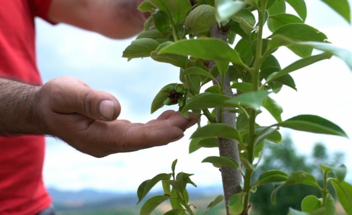 Samsun'da üreticilere cennet meyvesi fidanı dağıtıldı