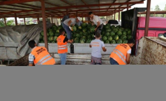 Terme Belediyesi talep fazlası karpuzu tarladan alarak vatandaşlara ücretsiz dağıttı
