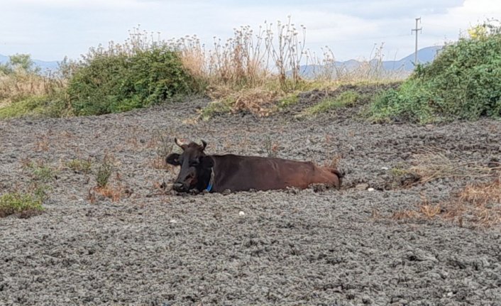 Tokat'ta gübre yığınına batan ineği itfaiye kurtardı