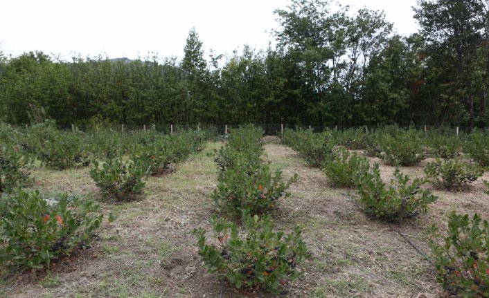 Trabzon'da fındık ve mısıra alternatif olarak dikilen aronyada hasat başladı