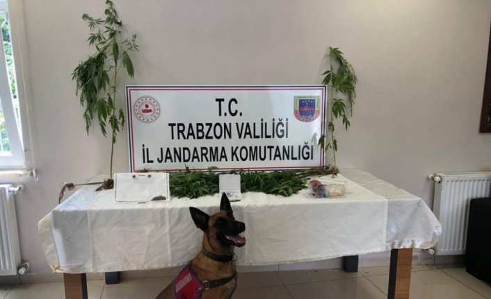 Trabzon'da uyuşturucu operasyonlarında 2 şüpheli yakalandı