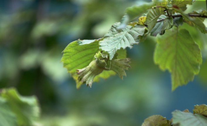 Verim kaybını önlemek için fındığı 
