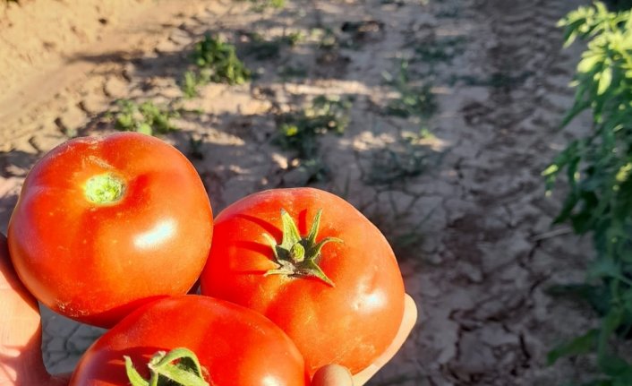 Amasya'da Domates Hasadı Tarla Günü etkinliği yapıldı