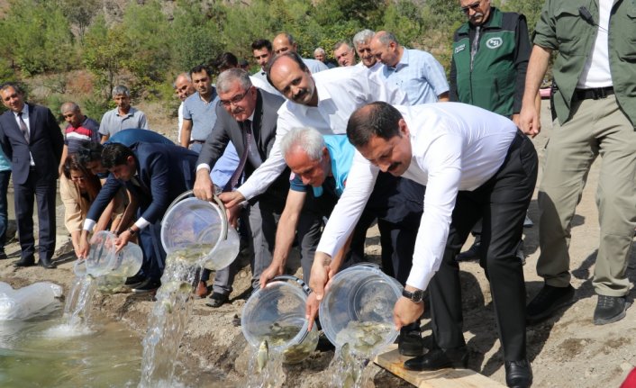Amasya'da Ziyaret Barajı'na 100 bin sazan balığı yavrusu bırakıldı