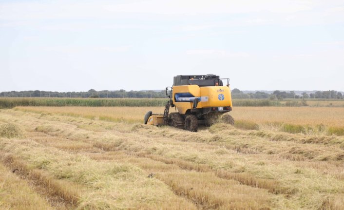 Bafra Ovası'nda 130 bin ton çeltik rekoltesi bekleniyor