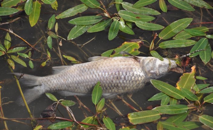 Balık ölümleri görülen Bolu'daki Çubuk Gölü'nden numune alındı