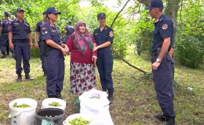 Bartın'da jandarma şehit annesinin fındıklarını topladı