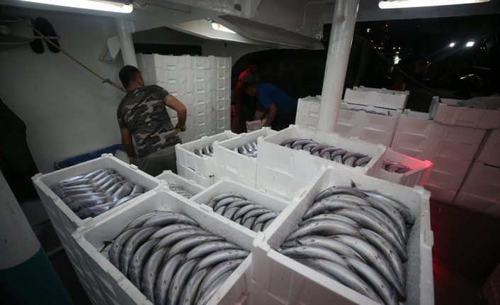 Batı Karadeniz'de palamut, balıkçıların yüzünü güldürdü