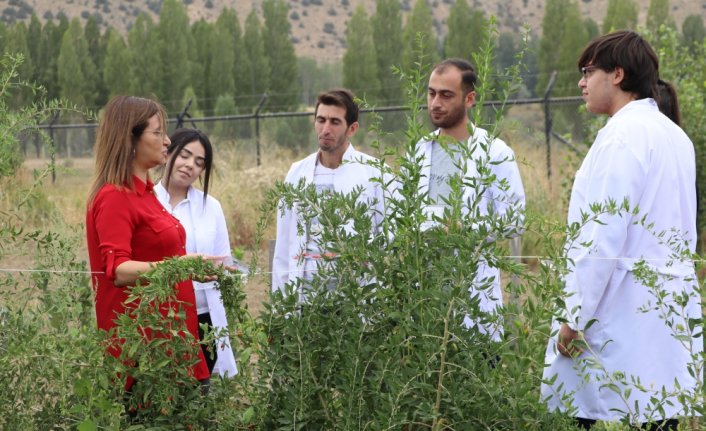 Bayburt'ta tarımsal üretim çeşitliliğini artırmak için çalışma yapılıyor