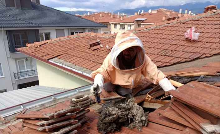 Bolu'da okulun tadilat yapılan çatısındaki arı yuvaları temizlendi