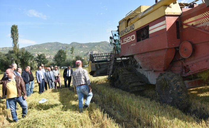 Boyabat'ta çiftçilerin çeltik hasadı devam ediyor