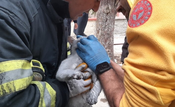 Çorum'da dumandan etkilenen kedi, oksijen maskesiyle hayatta tutuldu