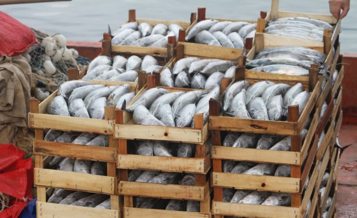 Düzce'de palamudun tanesi 30 liraya kadar düştü