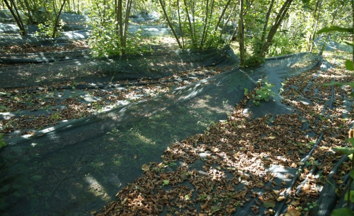 Fındıkta file örtüyle yapılan hasat maliyeti düşürdü