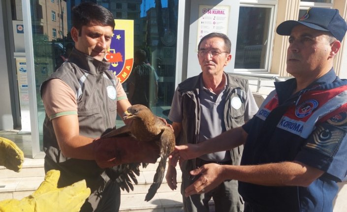 Giresun'da yaralı bulunan şahin ve ibibik koruma altına alındı