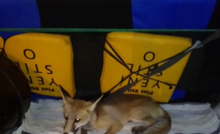 Karabük'te kümeste yakalanan tilki karnı doyurulup doğaya salındı