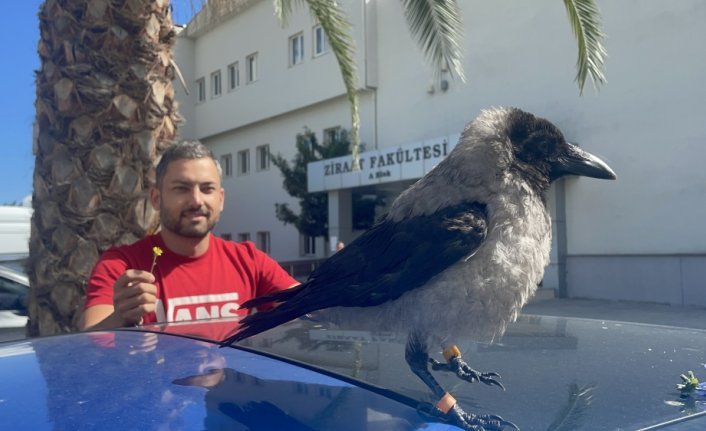 “Kırık Kanat“ tedavi edildiği üniversiteyi terk etmedi