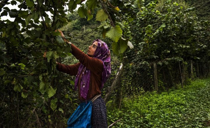 Mevsimlik işçi Fatma'nın üniversite hayali gerçek oldu