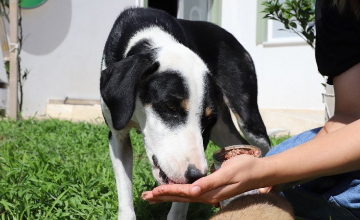 Ordu'da sahipsiz hayvanlar için mama üretimi