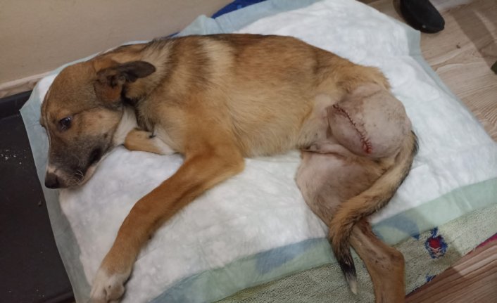 Otomobilin çarpmasıyla bir bacağını kaybeden köpeğe sevgiyle bakıyor