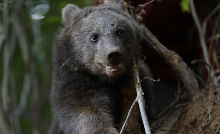 Rize'de domuzlara karşı kurulan tuzağa takılan yavru ayı kurtarıldı