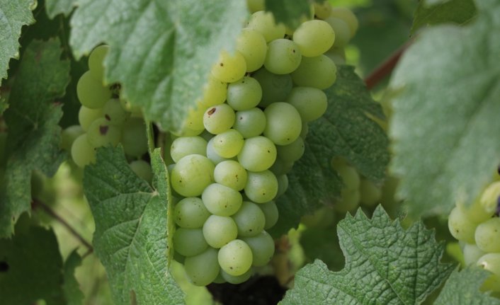 Safranbolu çavuş üzümünde yüksek rekolte bekleniyor