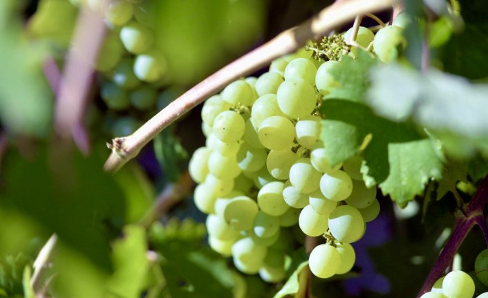 Safranbolu'nun tescilli ürünleri arasına 