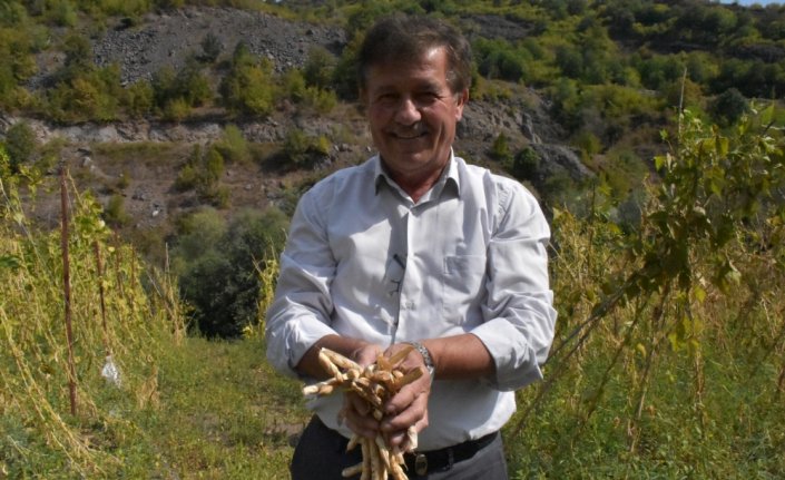 Tescilli Akkuş şeker fasulyesinin hasadına başlandı