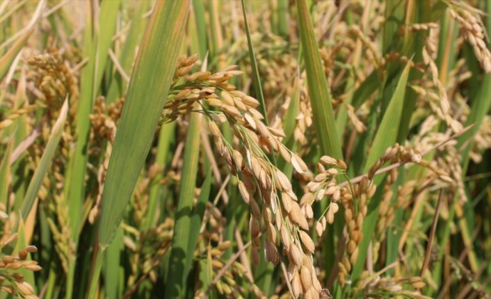 Tosya'da çeltik hasadı başladı