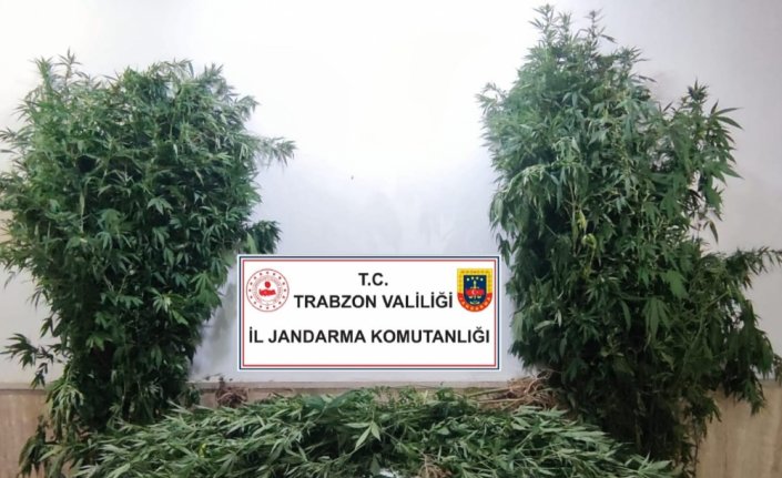 Trabzon'da arazisinde kenevir yetiştiren şüpheli gözaltına alındı