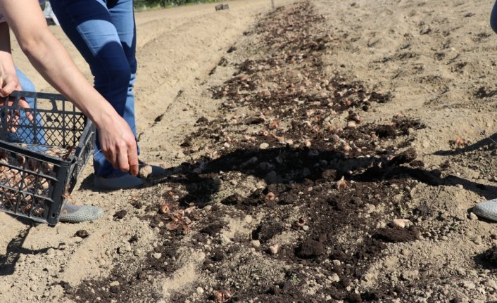 Üretim alanı artırılan safranda 35 kilogram verim bekleniyor