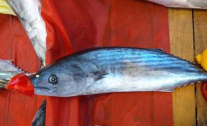 Alaplı'da palamut azlığı fiyatları yükseltti