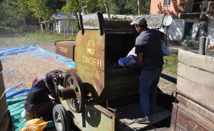 Bolu'nun tescilli Göynük bombay fasulyesinde hasat başladı