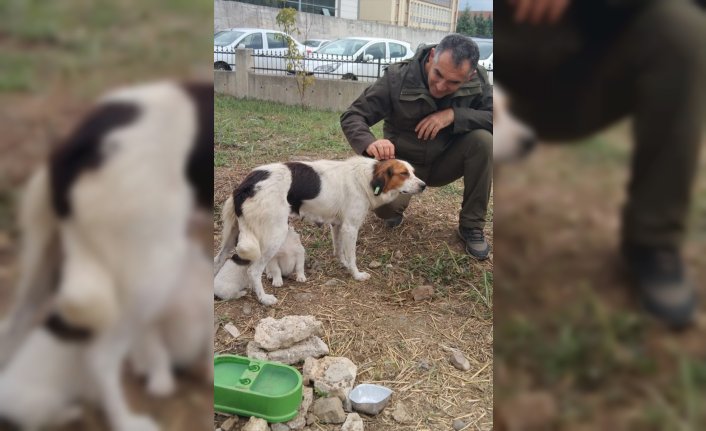 Düzce'de lise öğrencileri “can dostlar“ için kulübe tasarladı
