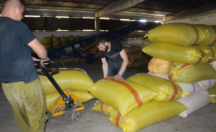 Erbaa ilçesi fındık veriminde Karadeniz illeriyle yarışıyor