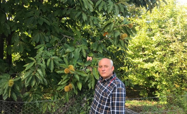 Erfelek kestanesinde rekoltenin 350 tona düşeceği öngörülüyor