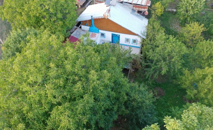 Giresun'un tescilli Şebin cevizinde hasat mesaisi başladı