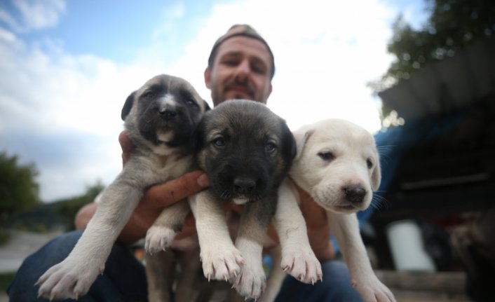 İnşaat ustasının sahiplendiği köpek, yavru kediye de annelik yapıyor
