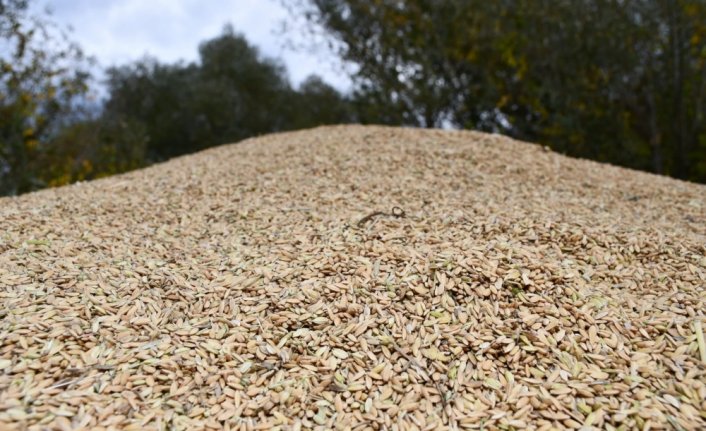 Karabük'te çiftçilerin çeltik hasadı sürüyor