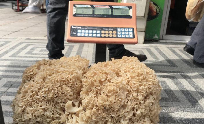 Kastamonu'da 6 kilogram ağırlığında çam mantarı bulundu