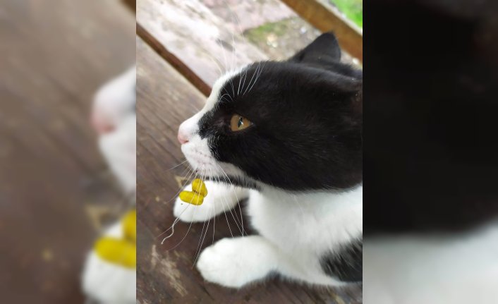 Kedinin ağzına batan olta iğnesini piknik yapan arkadaşlar çıkardı