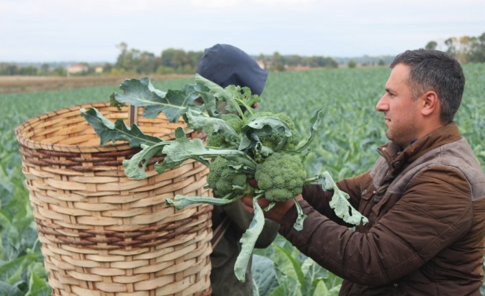 Kış sebzesi brokolinin hasadı başladı
