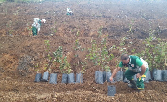 Terme Örnek Fındık Bahçeleri Projesi devam ediyor