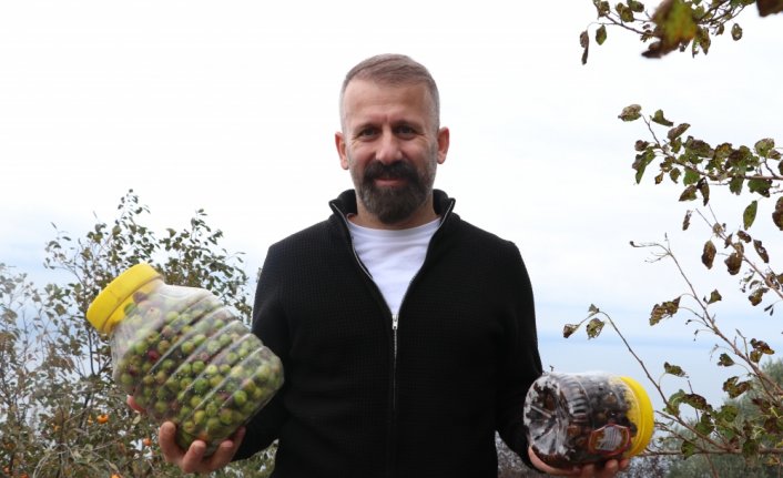 Akçaabat'ta hasat edilen zeytinler geleneksel yöntemlerle işleniyor